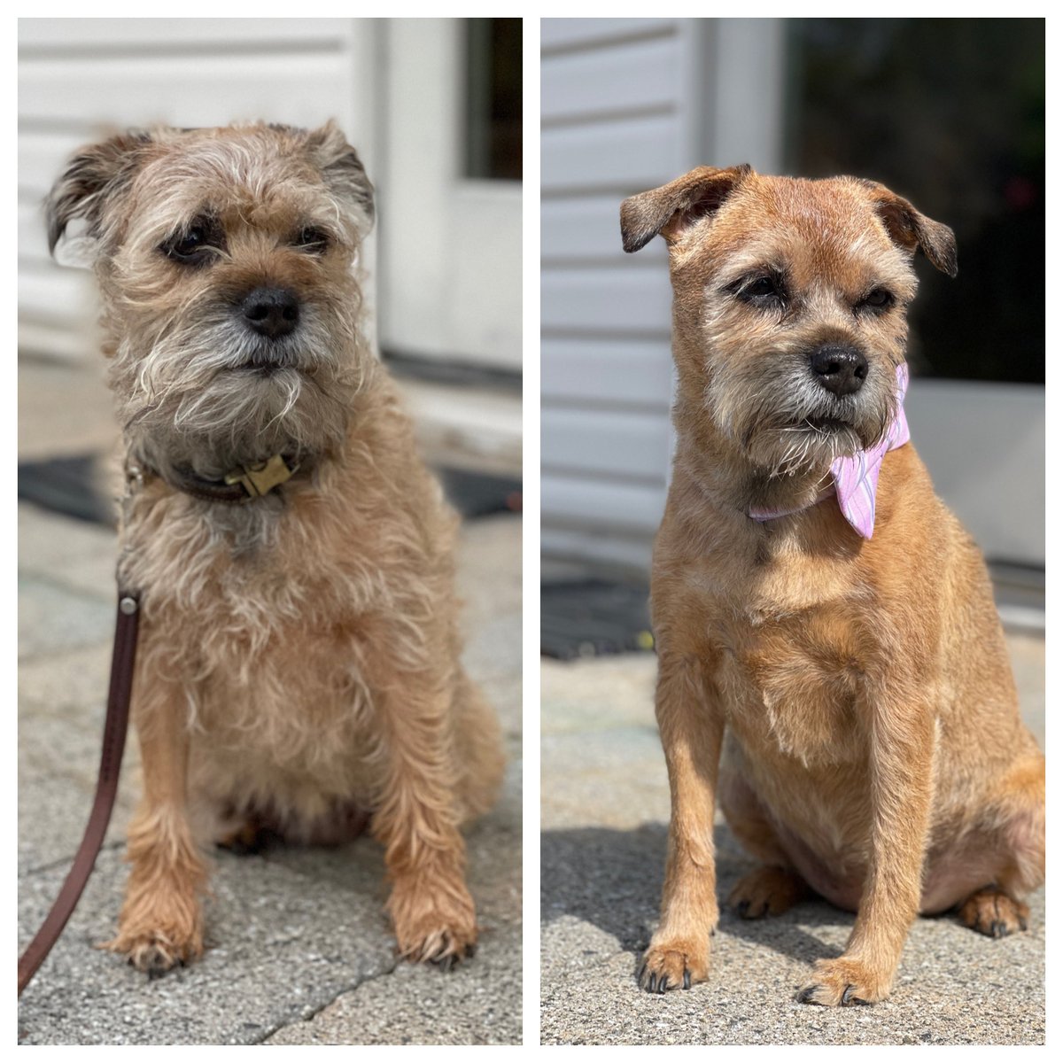 Chiclet13 tweet media