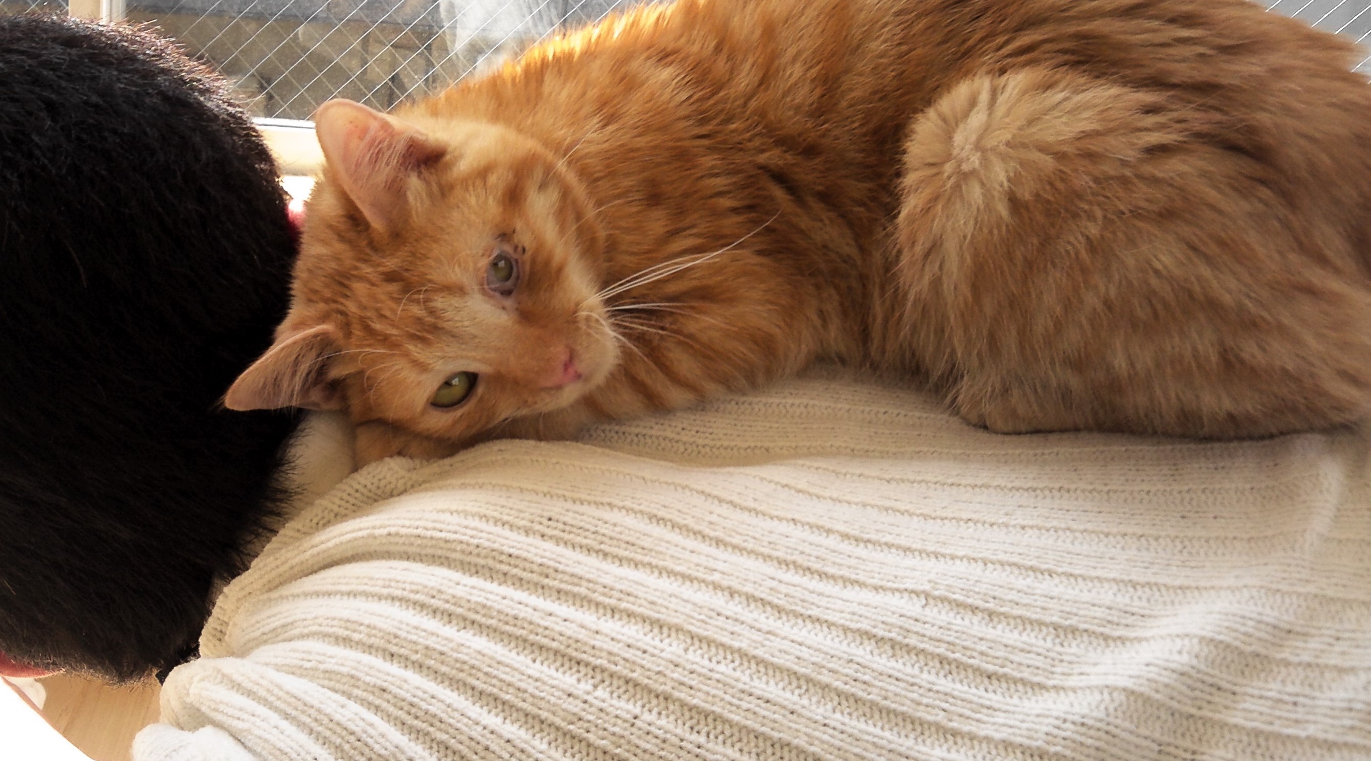 ヨッサン Neko Manma38 Twitter