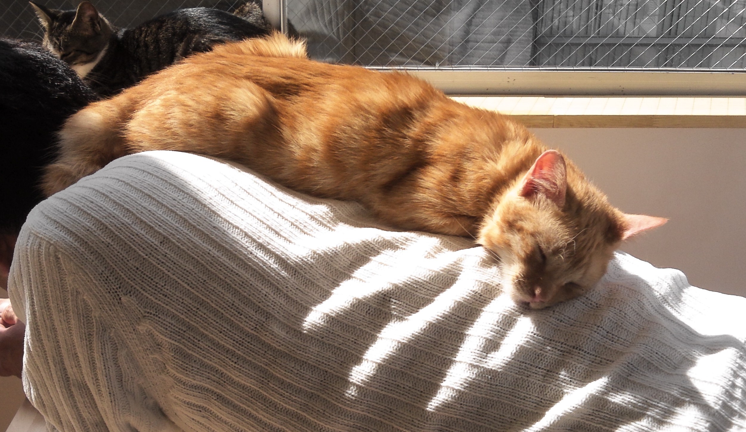 ヨッサン Neko Manma38 Twitter