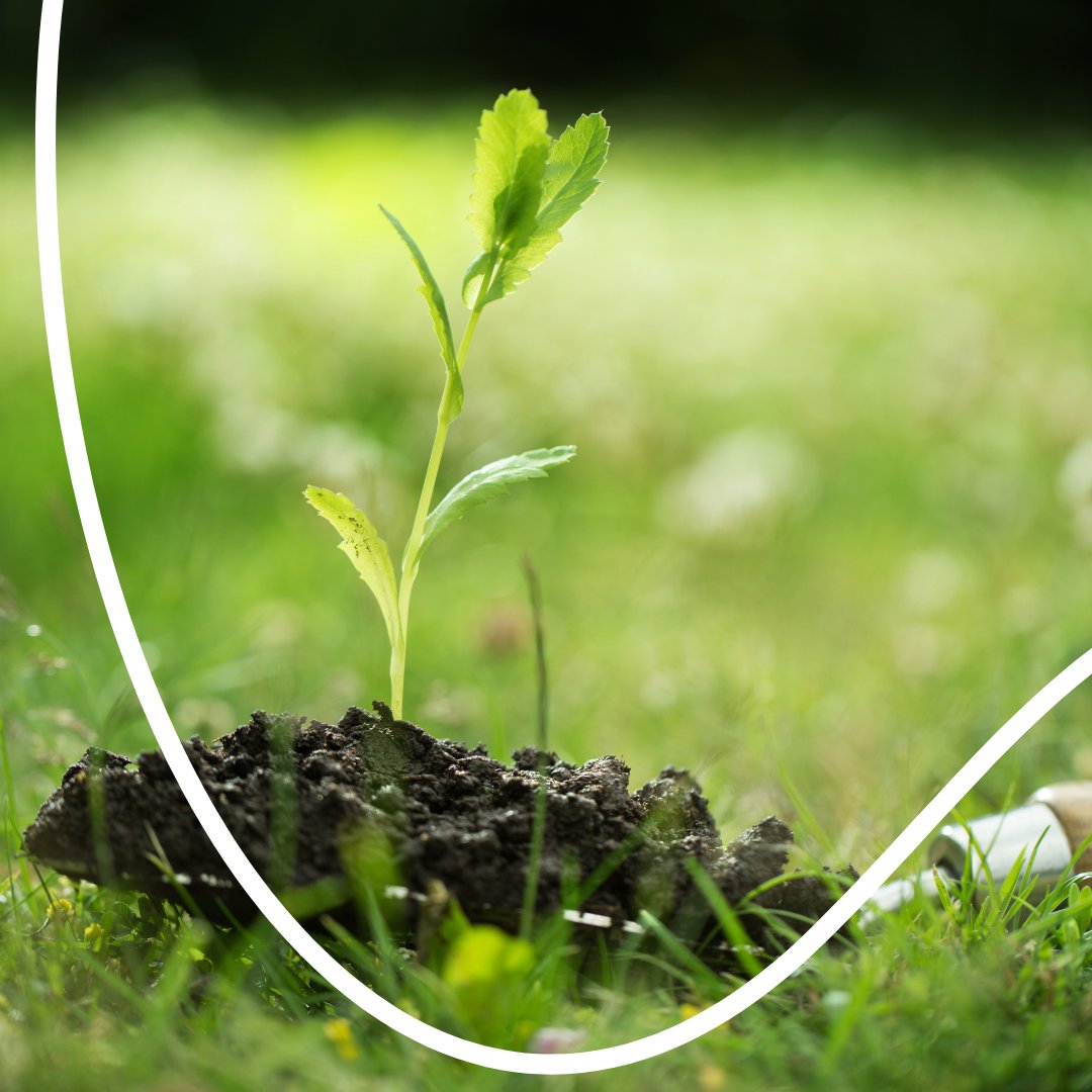 EcoNathanH's tweet photo. When we plant trees.... We plant the seeds of PEACE and HOPE

The best time to plant a tree was 20 years ago....the second-best time is NOW!!!

Visit our website to get your free seeds!!

#bethechange #treeplantingproject #nature #trees #community https://t.co/WDeAz3LMTg