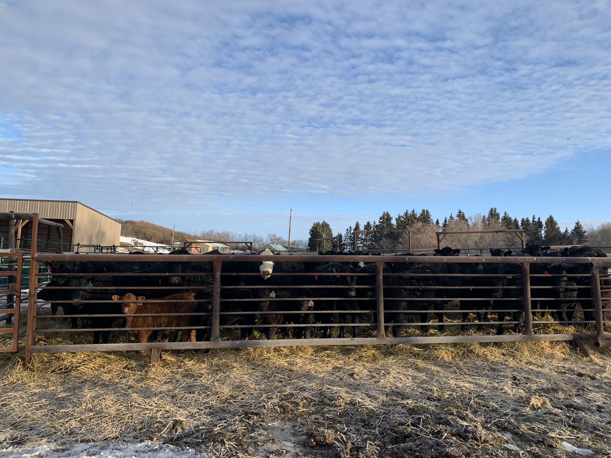 reeniewild's tweet photo. Sorting cows. All good except #60. 1300 lbs coming at ya, head down, aiming at knees. Not so good! #bitch Up &amp; over the fence 😩#culllist @Rodneywild7 https://t.co/pyjF31HwOl