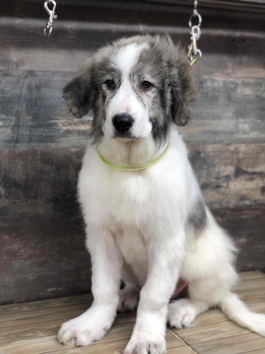 DogSaloon's tweet photo. 🐾 Toilettage d'une merveille cette semaine au salon ! 🐾 une vraie peluche 🧸 #dog #dogs #toilettage #toilettagenimes #animals #doglovers https://t.co/L1CrOMBiij