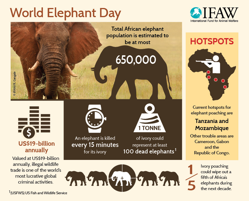 QinweiS's tweet photo. #39canimals
This is another inforgraphic I found on the Internet.
This was created in 2015, but after I found some research, there are only less than 500,000 elephants today. https://t.co/TgQm93OFLz