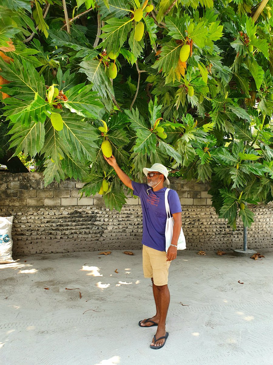 aisee68's tweet photo. Features enhancing the natural "bigger-island" beauties of #Hulhudhuffaaru in #RaaAtoll are wide main roads evenly lined with tall coconut palms, every other house having a breadfruit tree and the profusion of yellow screwpine tropical fruit. '#LocalTourism #CommunityLivelihood https://t.co/TbivzfOYHh