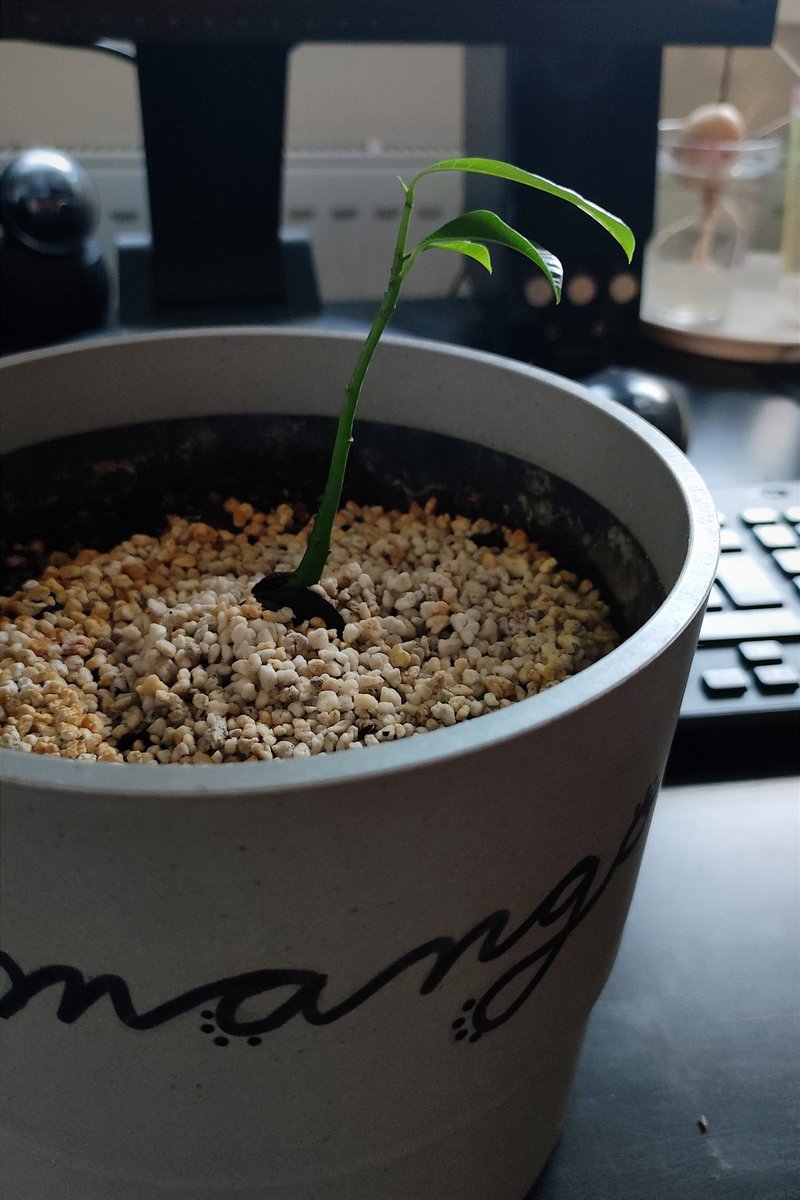 kmotra_liska's tweet photo. Doba je zlá, pronásledují mě úzkosti, tak to zase trochu naředím, sorry za spoustu fotek, ale zkrátka musím, jinak se zblázním.
Vlákno se sobotní #MiniMango a #LosAvocados:
Mangovníček se má velmi dobře, dostal větší "skleník" (Coca Cola, ale 2L 😅) https://t.co/xve3IRubHl