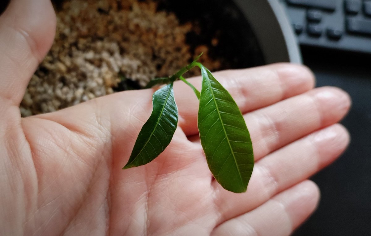 kmotra_liska's tweet photo. Doba je zlá, pronásledují mě úzkosti, tak to zase trochu naředím, sorry za spoustu fotek, ale zkrátka musím, jinak se zblázním.
Vlákno se sobotní #MiniMango a #LosAvocados:
Mangovníček se má velmi dobře, dostal větší "skleník" (Coca Cola, ale 2L 😅) https://t.co/xve3IRubHl