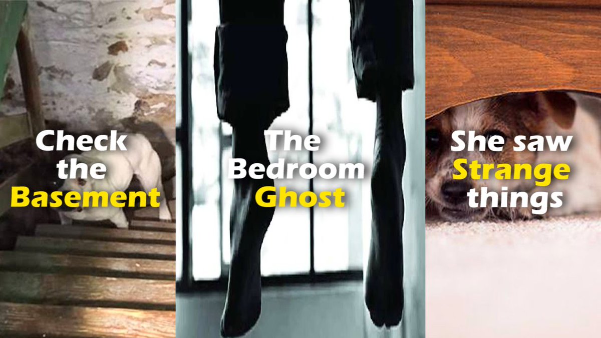 Horror___Phobia's tweet photo. जानवरों से जुड़ी तीन शहरी किंवदंतियां | Three Urban Legends | Horror Phobia #GhostStoryinHindi #AnimalHorrorStories #HorrorStoryinHindi #Youtube 
Video Link - https://t.co/7ElO776rfO https://t.co/4DI6E1MelG