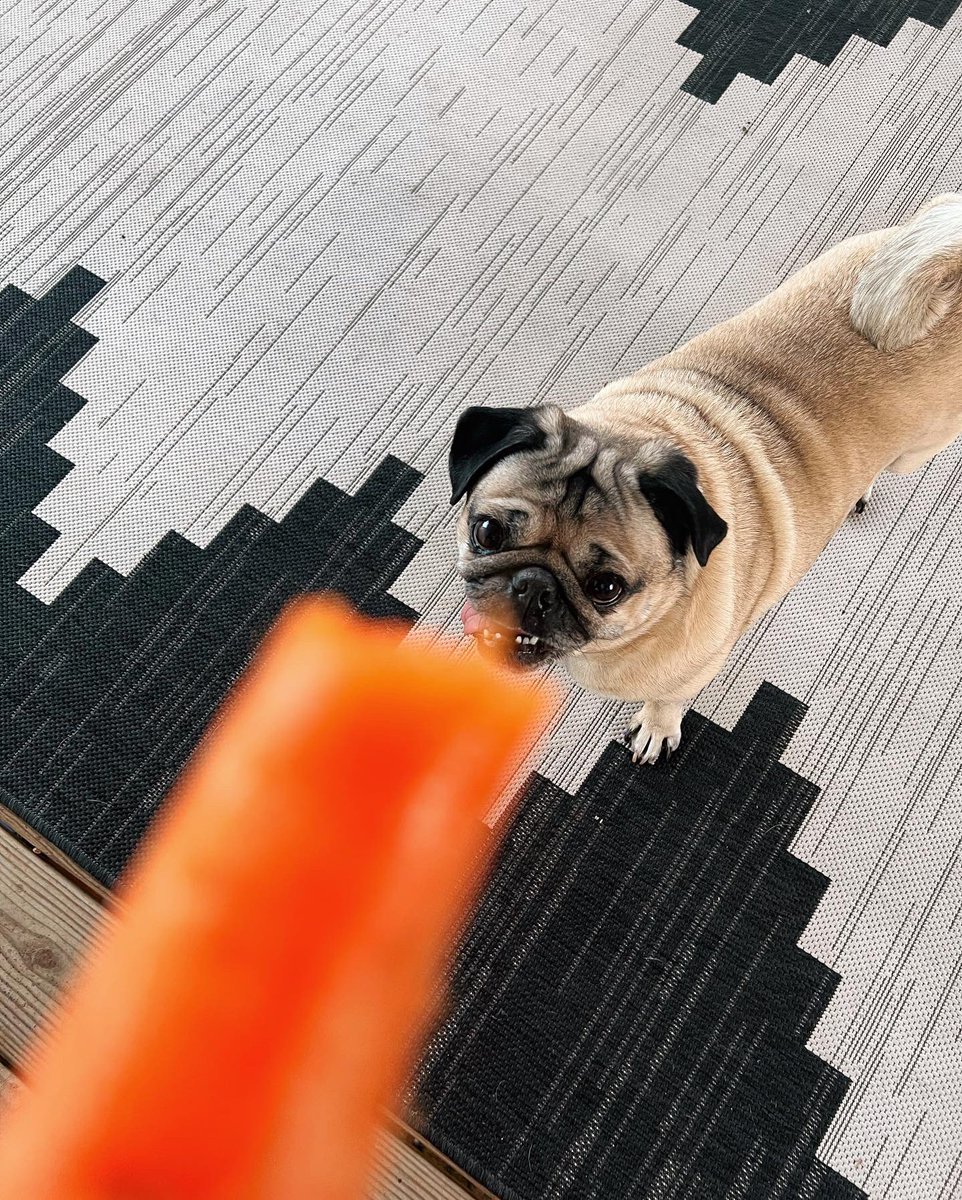 itsdougthepug's tweet photo. I can’t be the only pug who is a professional beggar for veggies 🥕 https://t.co/YIMZ2FxF0G