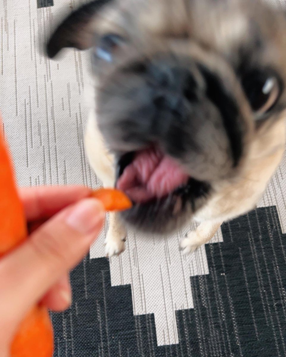 itsdougthepug's tweet photo. I can’t be the only pug who is a professional beggar for veggies 🥕 https://t.co/YIMZ2FxF0G