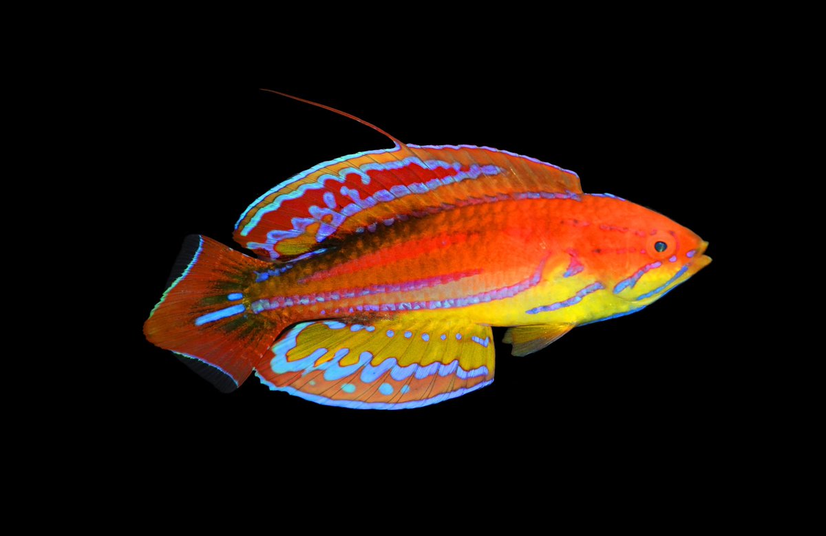 FishGuyKai's tweet photo. Haven’t shared photos of this species in a while. Behold, Paracheilinus attenuatus, the Diamond-Tail Flasher Wrasse. This magnificent species is native to the Western Indian Ocean. It is unique among the flasher wrasses is possessing only a single, hair-like dorsal filament. https://t.co/RoIezjCqxL