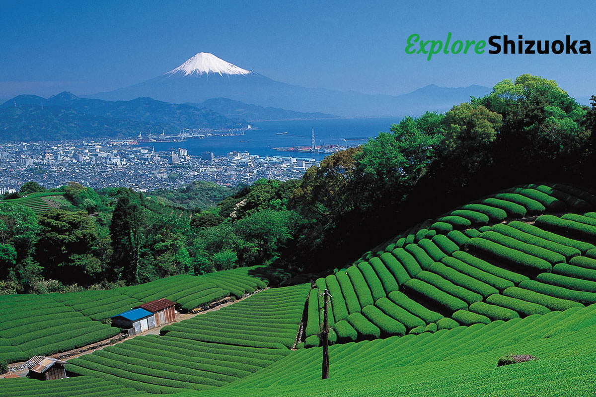 Shizuoka prefecture, just an hour from Tokyo by bullet train, is home to the iconic Mount Fuji and sweeping tea plantations. The region is a gourmet paradise producing wasabi, fresh seafood and, of course, Japan's famous green tea. Find out more>>> bit.ly/AlfredAndJapan