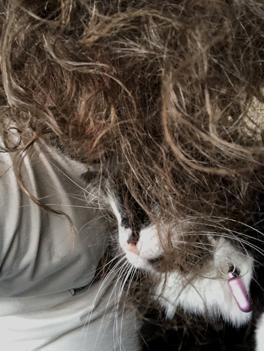 ChatMiles's tweet image. Je vous laisse trouver une légende à cette photo