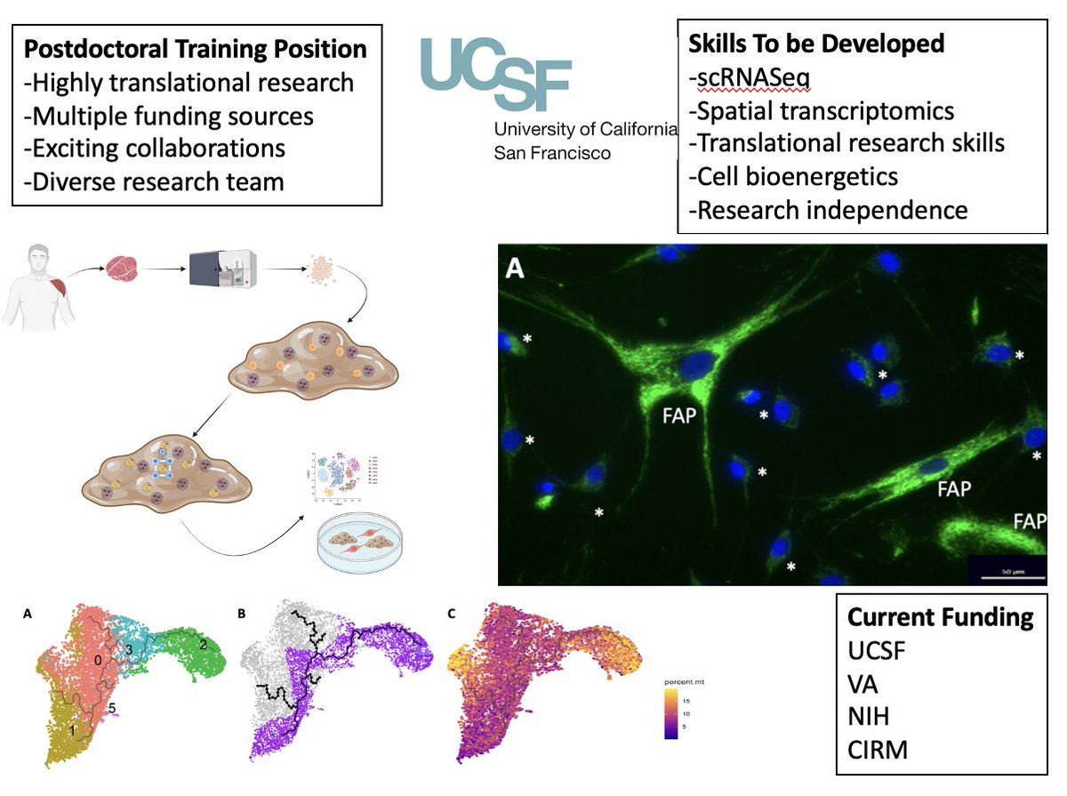 DrBrianFeeley's tweet photo. We are looking now for a post-doctoral candidate to work on highly translational muscle stem cell research.  We have a great team, partnerships with @kehealy, @spinesinspace, and impactful research. Join us on your path to research independence.
@ORSsociety, @PennMuscle, @Farsh_G https://t.co/ua5KMzOhNL