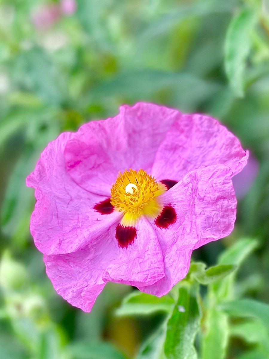 A beautiful #FarewellToSpring #flower in the garden this morning…as spring officially begins this weekend!

#flowers #flowersoftheday #bloom #flowerlovers #nature #naturephotography #naturelovers  #outdoors #outdoorphotography