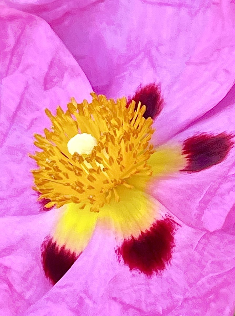 A beautiful closeup of a #FarewellToSpring #flower in the garden this morning…as spring officially begins this weekend!

#flowers #flowersoftheday #instaflowers #bloom #flowerlovers #nature #naturephotography #naturelovers  #outdoors #outdoorphotography