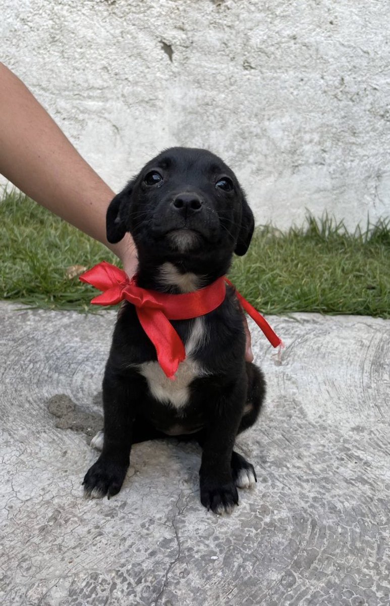 “¿Por qué tan elegante, Calcetina?”
“Pronto me van a adoptar, muchachx”

💛

Calcetina está en adopción. Es talla chica-mediana y tiene 3 meses. Es muy linda y se lleva bien con todo el mundo 😍

Nos ayudan a encontrar un hogar para Calcetina? 💕

📍CDMX