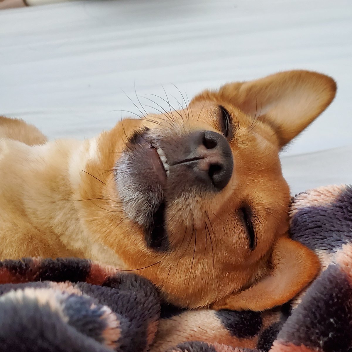 midogtest's tweet photo. There's nothing like a good laugh. What better way to make yourself laugh is watching your pets. They're always doing something to make you laugh. #letslaugh #funnypets #midog #midogtest #vetinary #vet #vettechlife #vetdiagnostics #veterinarymedicine #pethealth #petdiagnostics https://t.co/xO9IpPnVnj