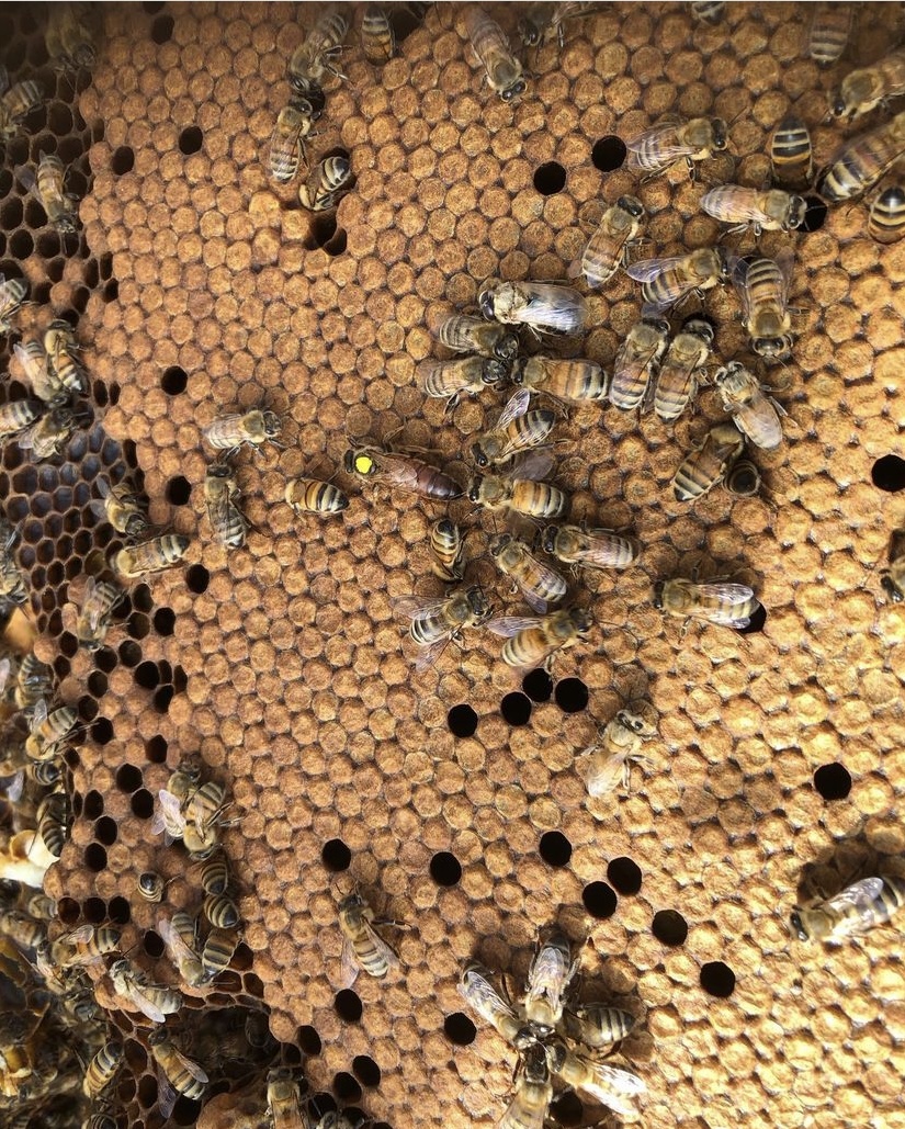 The Consumer Brand tweet media