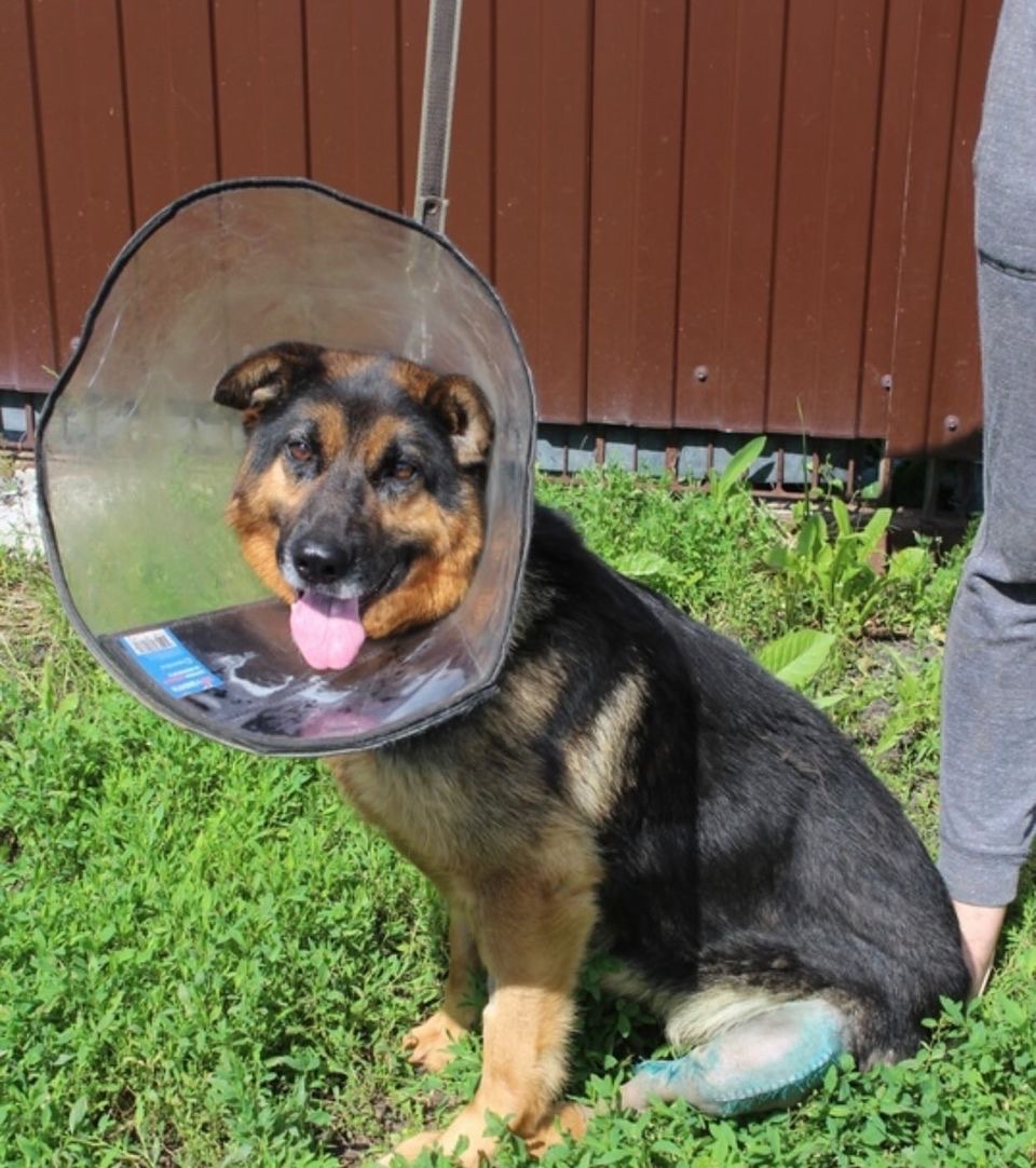 AmbarLight_Park's tweet photo. ✨Hi, guys✨

Today i wanted to talk about 🐶Alpha🐶 he was found two years ago with two broken legs bad healed; he was took to a vet and went though rough surgeries.
Now he is recovering and we decided that our first donation will be to help him heal☺️

#recovery #animals #NFT https://t.co/eqmd6oGGB0