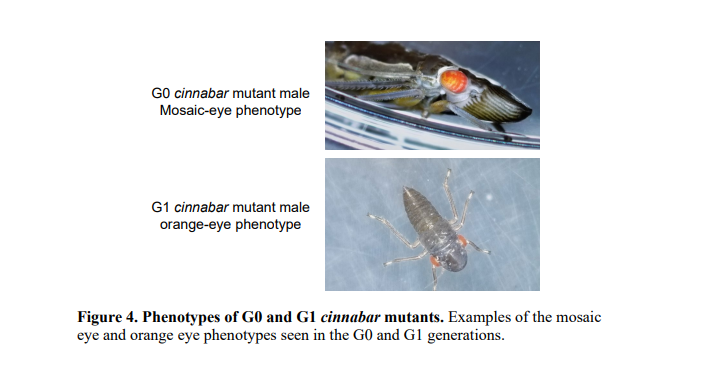 GrapeResearch's tweet image. In a proof-of-concept strategy to create strains of #glassywingedsharpshooter that break the transmission cycle of #Piercesdisease, UC scientists have used #CRISPR to alter #GWSS genetics, in this case for eye color. #graperesearch bit.ly/3oUeFiX