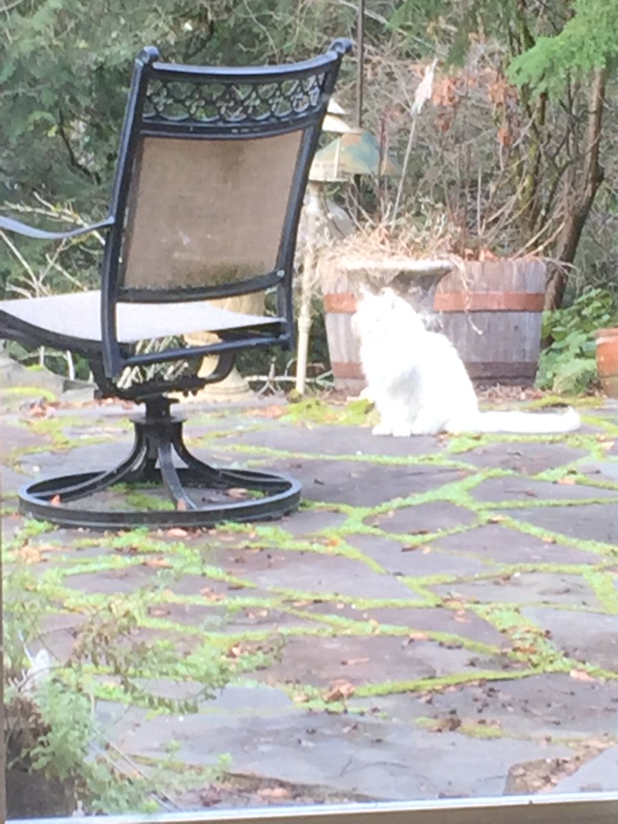 g_puffalo's tweet photo. Sometimes I feel a bit overexposed.  #Caturday  #CatsOfTwitter https://t.co/J3K1rW3hei
