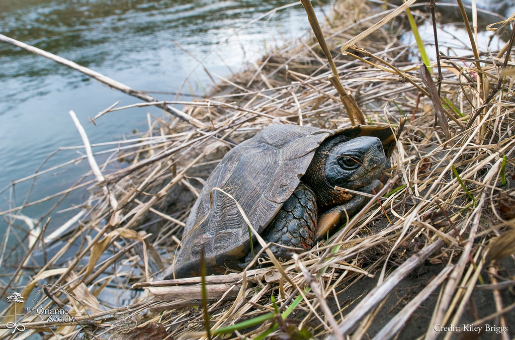 OrianneSociety's tweet photo. With the warmth of #spring fast approaching in the #GreatNorthernForests, we will begin visiting one site to gauge #WoodTurtle activity in the coming weeks. This male, Bruce, is often one of the first to emerge, letting us know it is time to begin surveys. #turtles @herpvt https://t.co/vtx3imM5SD