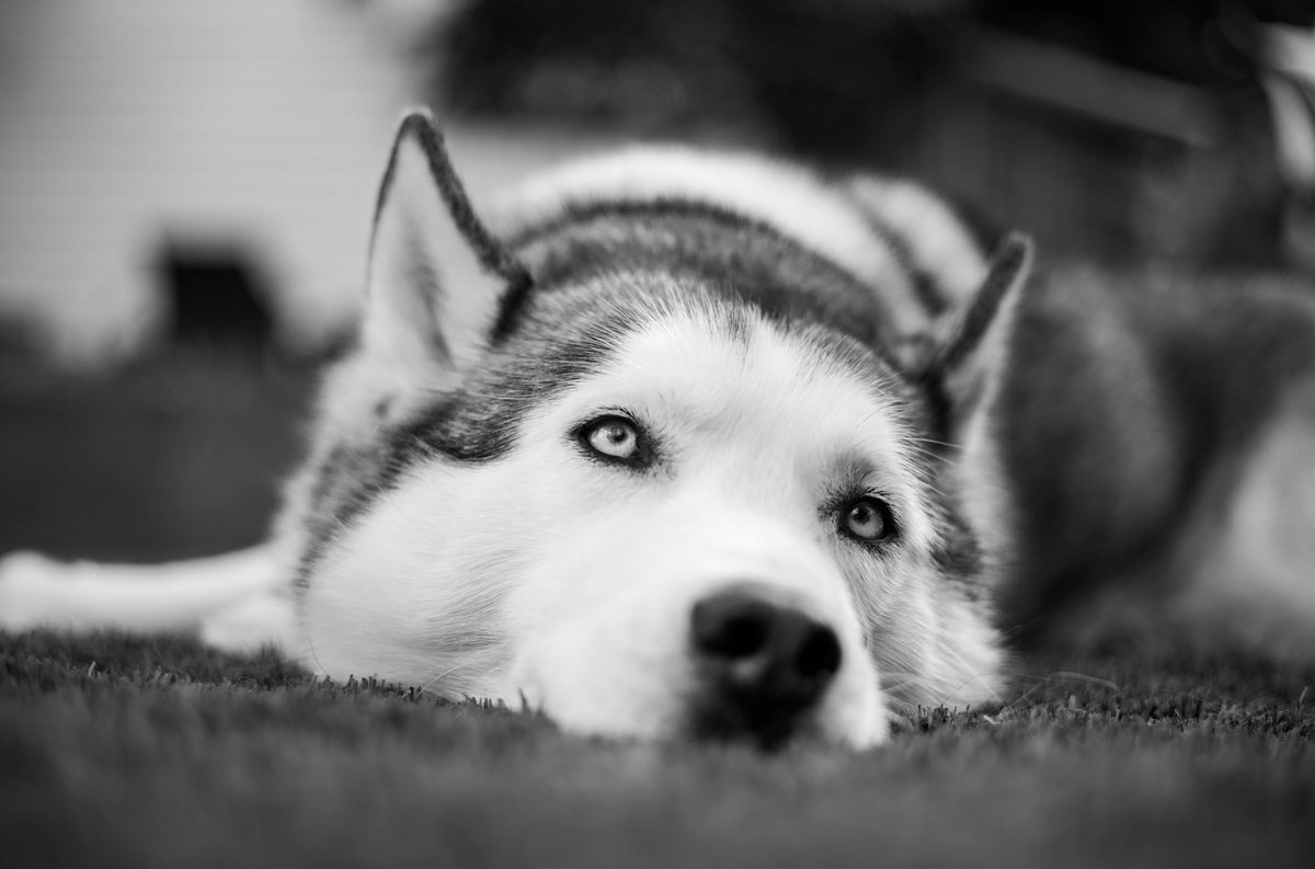LeoBenvin's tweet photo. Monochrom me https://t.co/jzzmmEOneY