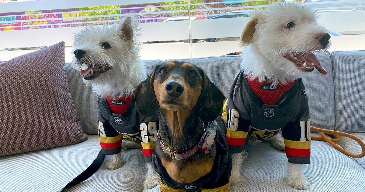 samandashlaw's tweet photo. ⏲️ QUICK 45 MIN GIVEAWAY ⏲️

Who wants two tickets to the @GoldenKnights game TODAY at 1? #VegasBorn
1⃣ LIKE &amp; RT
2⃣ FOLLOW https://t.co/cXX09toJTd