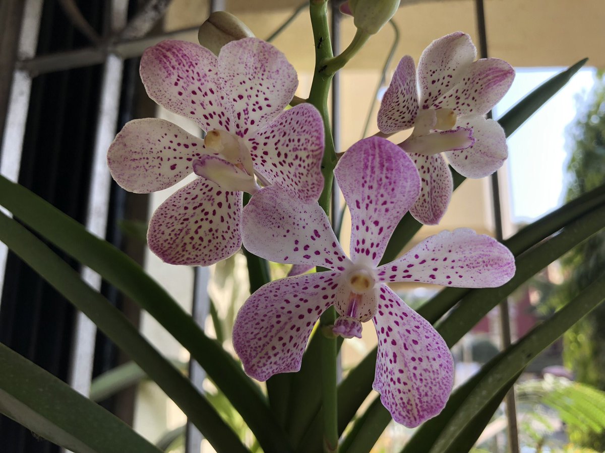 jasondsouza's tweet photo. Can someone help identify this #vanda ? My first vanda bloom. Expected #Ascocentrum curvifolium! #orchids #Flowers #spring  #gardening https://t.co/WpwmGfI4fV