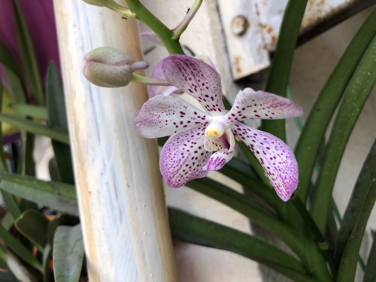 jasondsouza's tweet photo. Can someone help identify this #vanda ? My first vanda bloom. Expected #Ascocentrum curvifolium! #orchids #Flowers #spring  #gardening https://t.co/WpwmGfI4fV