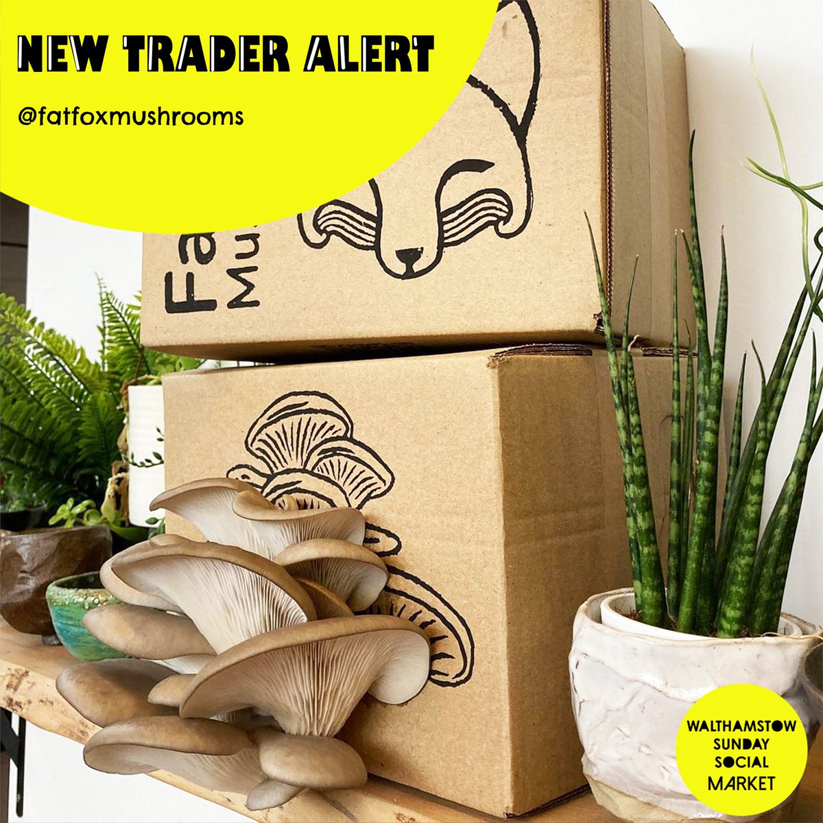 E17SundaySocial's tweet photo. We have a 𝐍𝐄𝐖 trader coming to the market this Sunday! 📢📢📢

Fat Fox Mushrooms 👏

Pop down tomorrow to see what they have to offer! 

📍 𝕎𝕒𝕝𝕥𝕙𝕒𝕞𝕤𝕥𝕠𝕨 ℍ𝕚𝕘𝕙 𝕊𝕥𝕣𝕖𝕖𝕥📍⁣⁣⁣⁣⁣
⏰ 𝕊𝕦𝕟𝕕𝕒𝕪, 𝟙𝟘𝕒𝕞 – 𝟜𝕡𝕞 ⏰

#SundayMarket https://t.co/RJC5ObUyS9