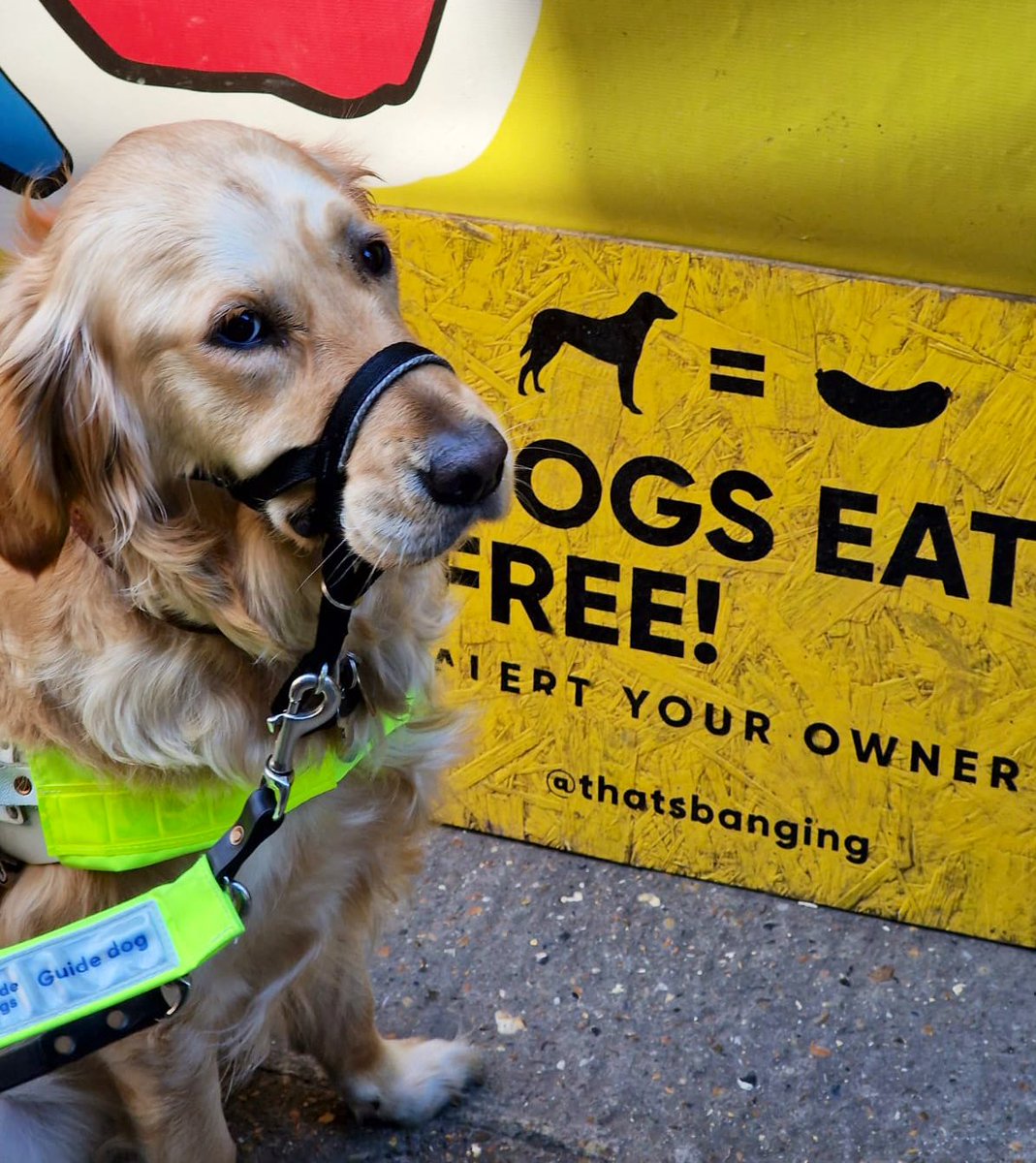 Guide Dog Ava tweet media