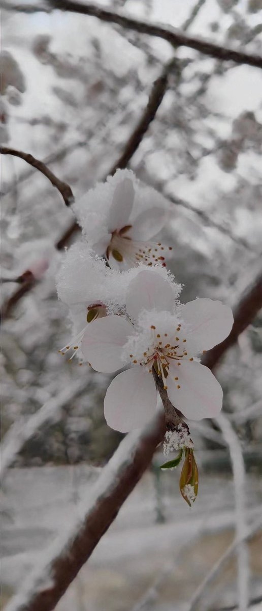 Spring snow in Beijing

Photos from a friend