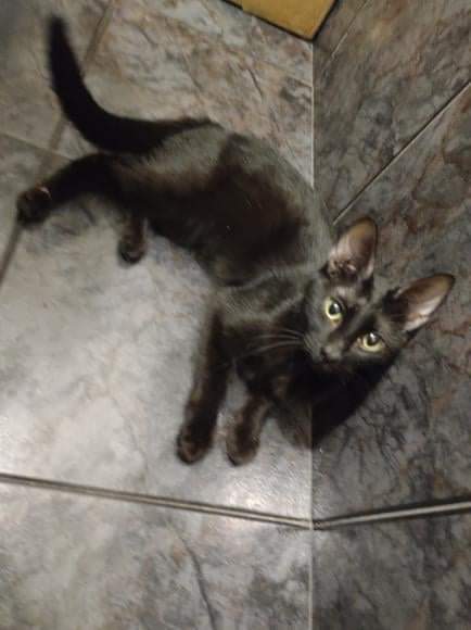 GATITO EN ADOPCION EN NUEVA POMPEYA!

Jaqueline 1134794683

#GatitosenadopciondefansZONACABA