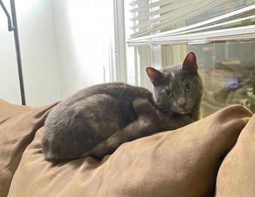 phillypaws's tweet photo. Goose is the ultimate extrovert

She loves to greet newcomers and she'll cuddle with anyone. She'll be a great companion for anyone who wants an outgoing cat. 

Ready to let her steal your heart? Learn more": https://t.co/cfzBGzHGb0 https://t.co/IXag4e2PZK