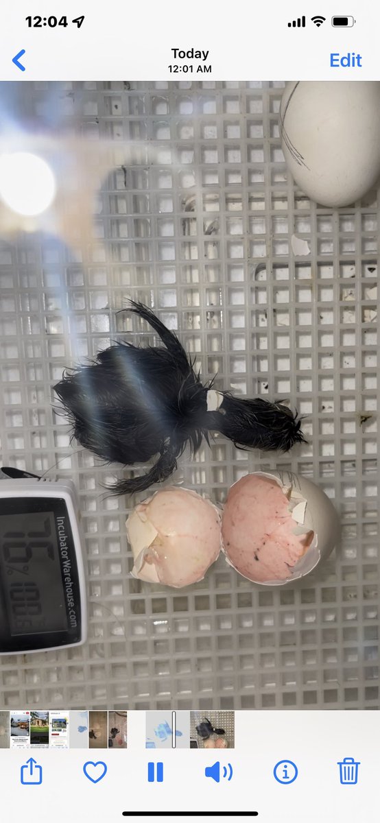 Poni3kj's tweet image. First hatch from my own rooster and hens. I forgot how stressful being a chick mom can be. Thank you CISD Science for getting me hooked on hatching chicks. Even though I’m now in K instead of 1st, the love continues. #CISDScienceRocks #Eggfun