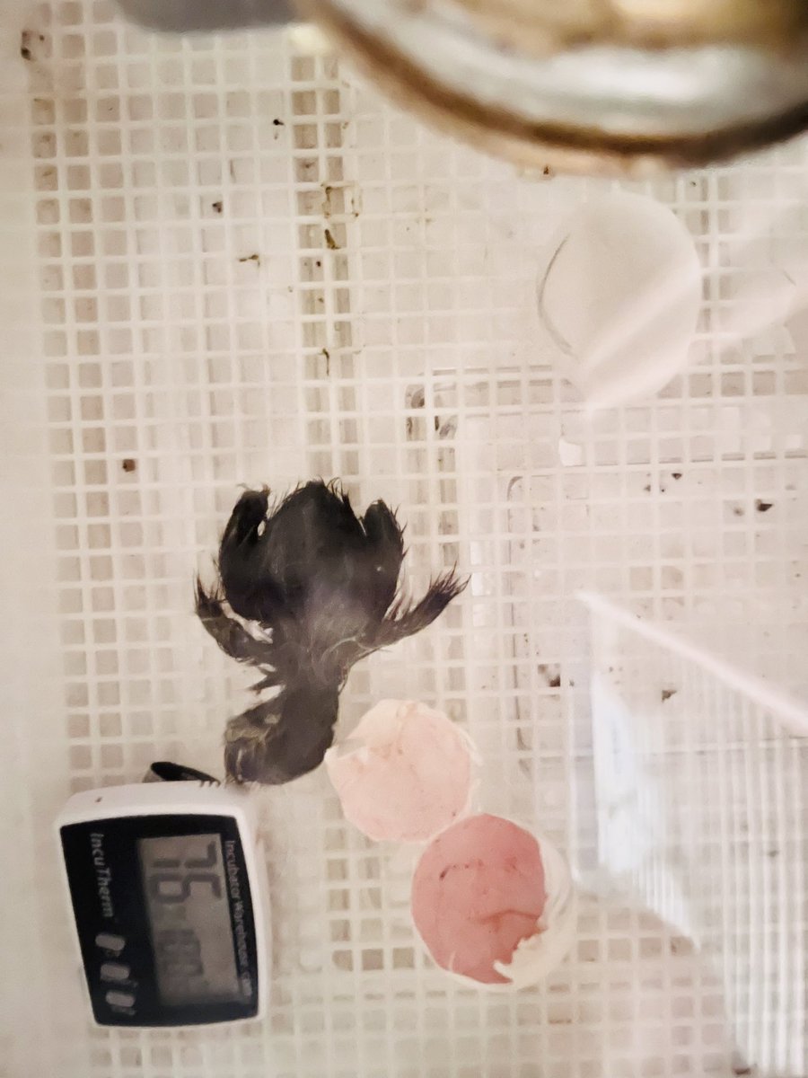 Poni3kj's tweet image. First hatch from my own rooster and hens. I forgot how stressful being a chick mom can be. Thank you CISD Science for getting me hooked on hatching chicks. Even though I’m now in K instead of 1st, the love continues. #CISDScienceRocks #Eggfun