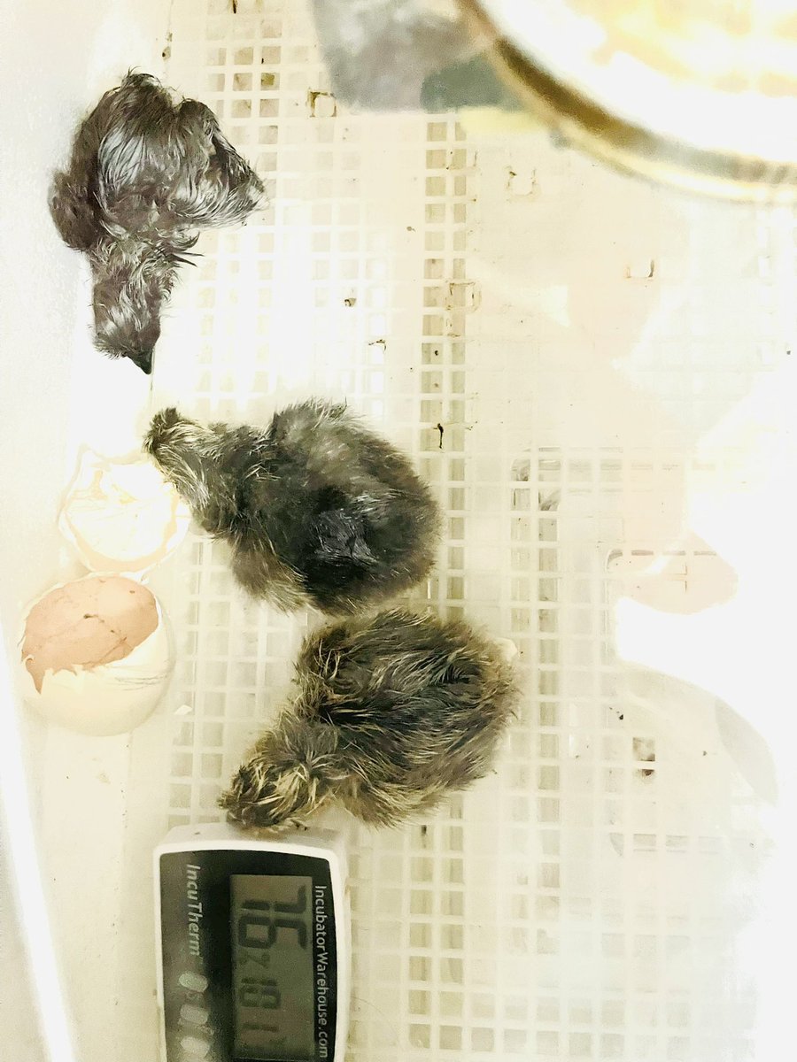 Poni3kj's tweet image. First hatch from my own rooster and hens. I forgot how stressful being a chick mom can be. Thank you CISD Science for getting me hooked on hatching chicks. Even though I’m now in K instead of 1st, the love continues. #CISDScienceRocks #Eggfun