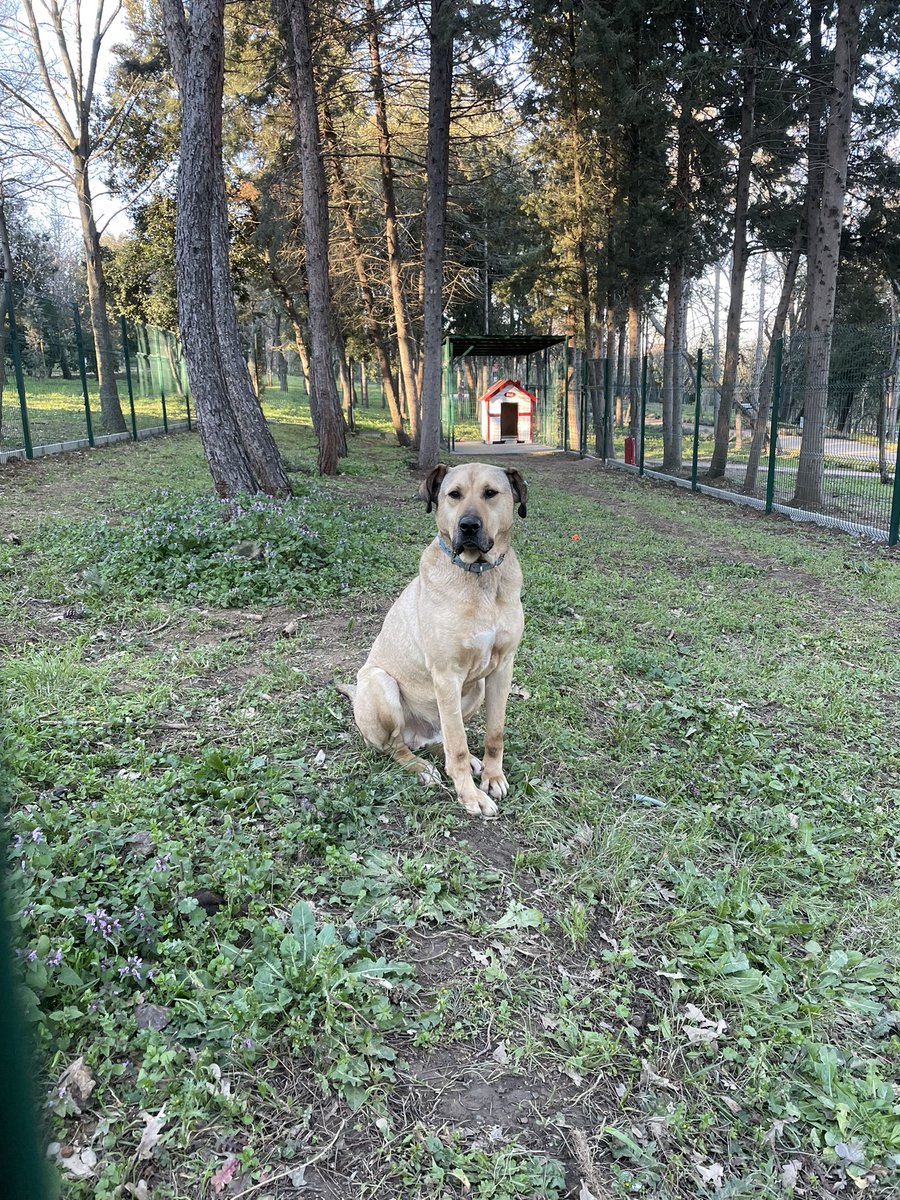 Özlediniz mi.? Beni...

- boji