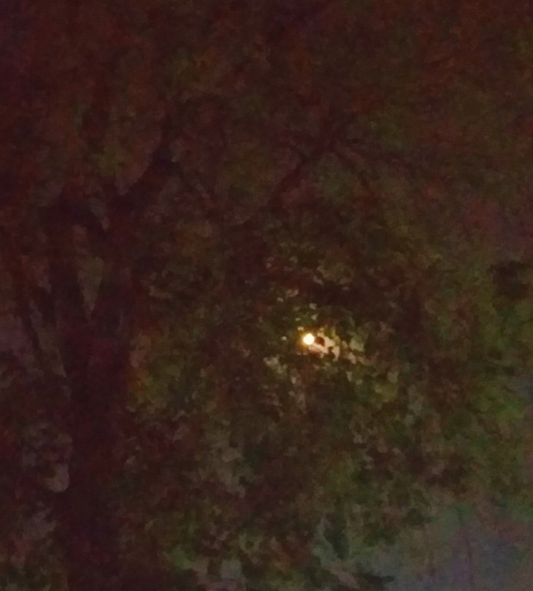 RizviUroos's tweet photo. "Your sheer brilliance makes it impossible for me to hide you"
🌕🌳😍
Story of #themoonandthetree
#moonlitnight #marvelsofnature #ThroughTheDarkness #photography https://t.co/B1ciyVkjqC