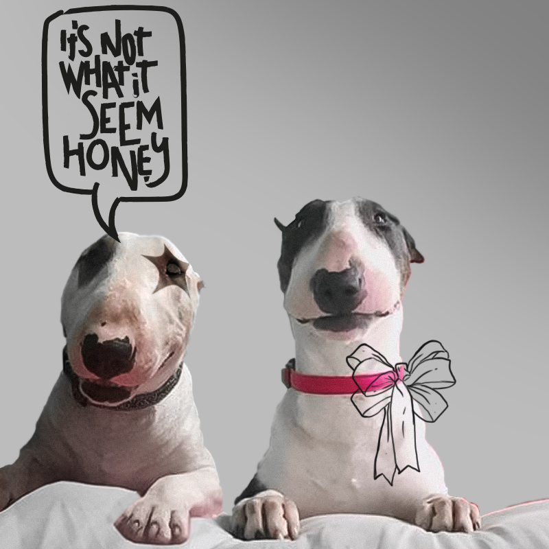 Dogstar $XTAR tweet media