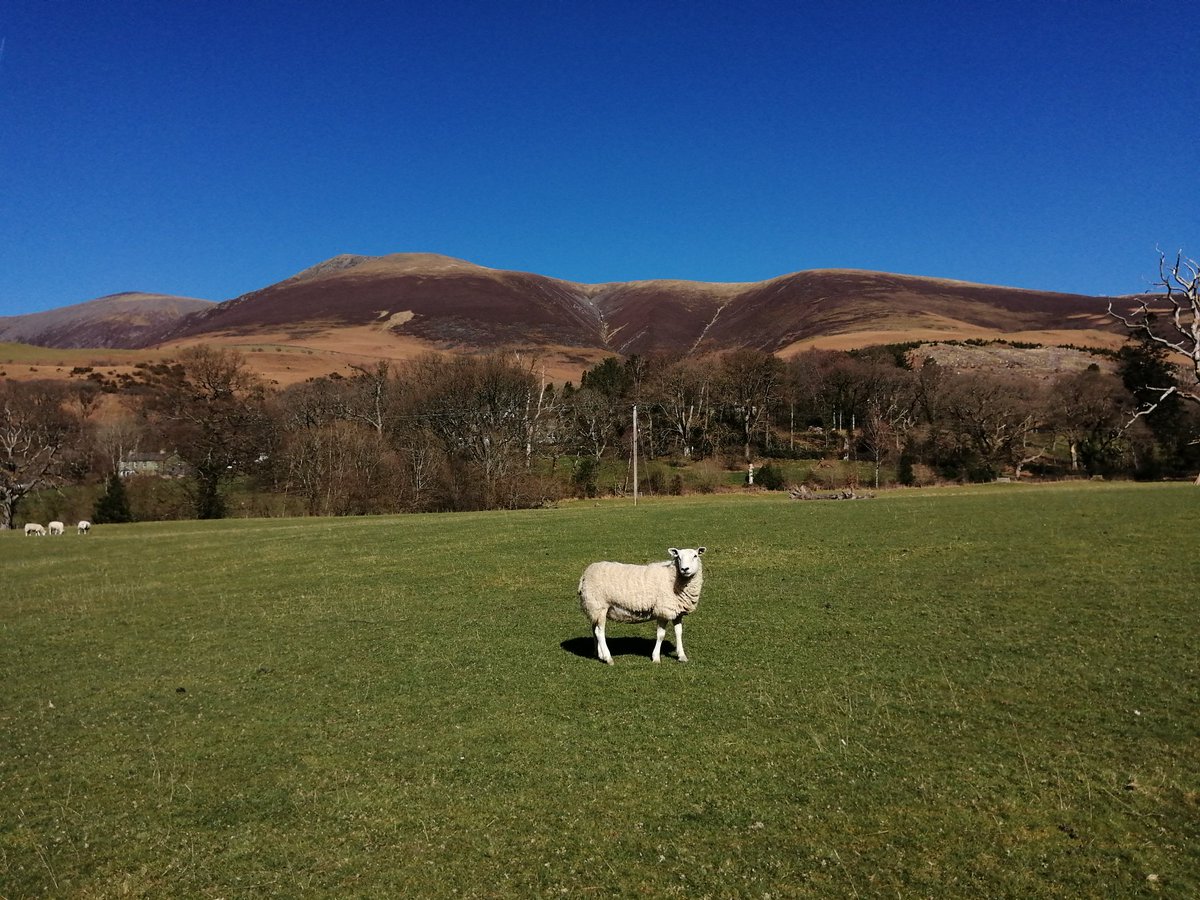 LinnettHill's tweet photo. We always choose a quiet walk on a Saturday so today we went over the fields to #Applethwaite and #Millbeck
We saw our first lambs of the season 🐑 ❤️
#Keswick #TheLakeDistrict #Cumbria https://t.co/2OwMVkfvqg