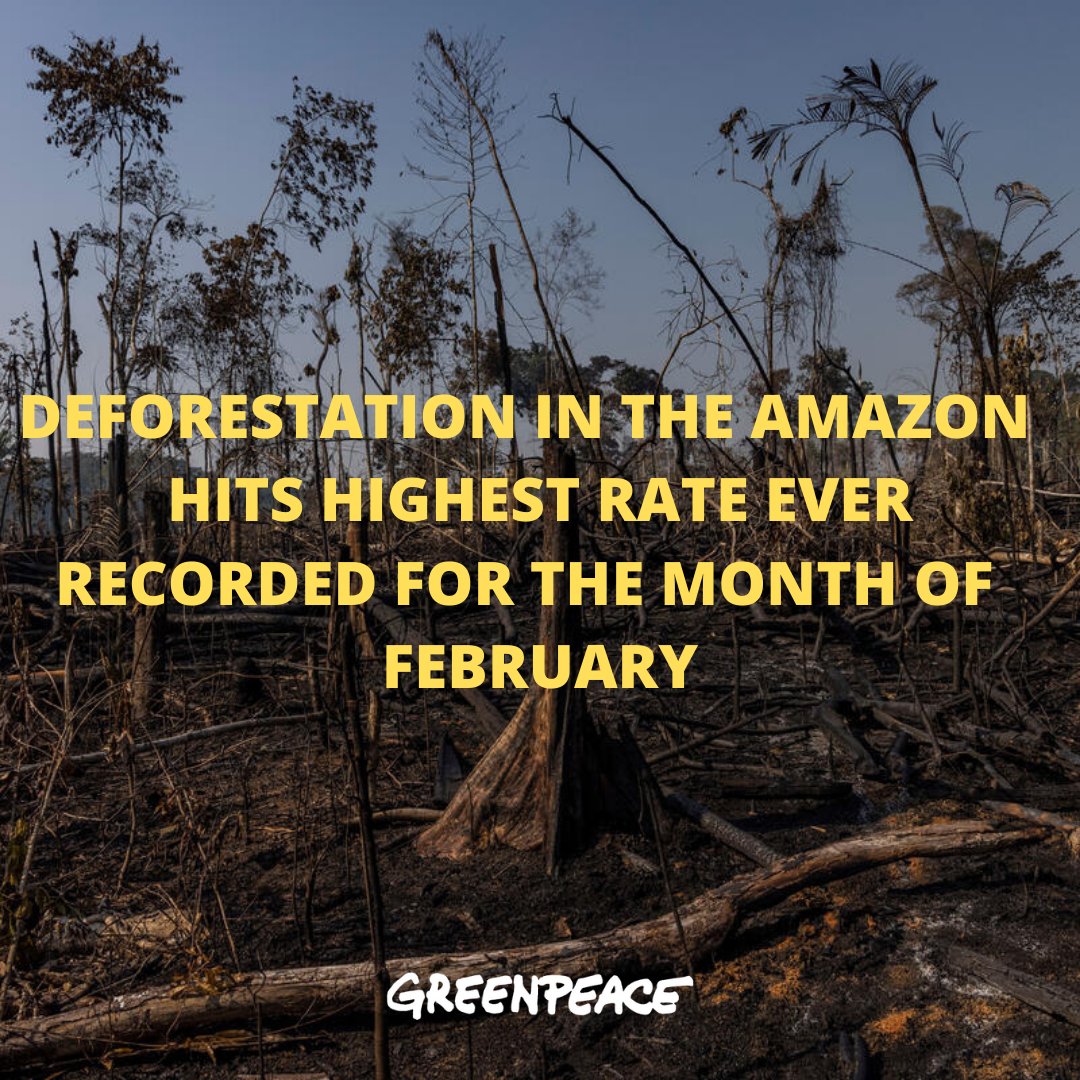 Greenpeace International tweet media
