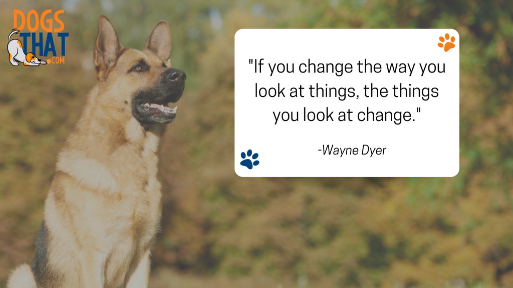 susangarrett's tweet photo. "If you change the way you look at things, the things you look at change." -Wayne Dyer โจ #waynedyer #inspirationalquote #susangarrett #dogthat #dogtraining https://t.co/3kBm9DmcM5