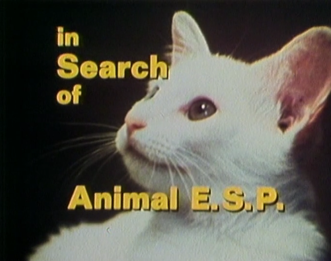 InResearchOfPod's tweet photo. Jeb and Blake are joined again by Alex French to discuss Animal ESP. Do animals have ESP? Do fish have telekinetic powers? Animals! Fashion! Statistics! https://t.co/qKI4E28MYc - animal ESP #CatRoulette cc: @ahtzib https://t.co/4Bgv7Jg69y