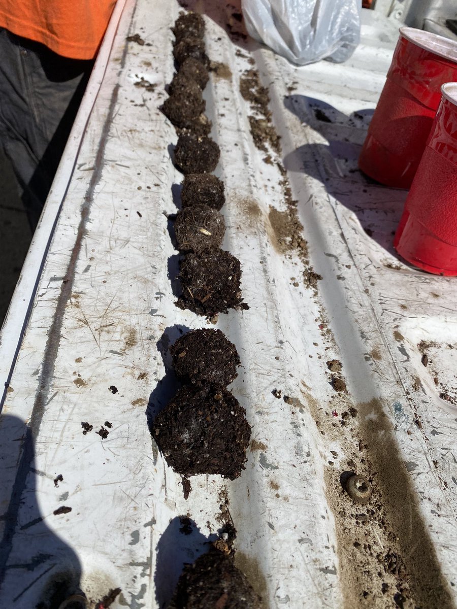HundredOak's tweet photo. Planting is underway at Hundred Oak! These Bur Oak acorns were collected from 2 sites lasts Fall and are ready to make a forest. #HundredOak #Planting #Trees #Forestry https://t.co/4pEvt0Eq7V