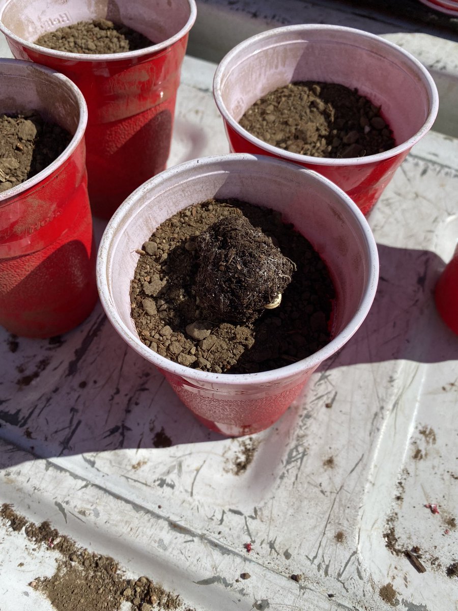 HundredOak's tweet photo. Planting is underway at Hundred Oak! These Bur Oak acorns were collected from 2 sites lasts Fall and are ready to make a forest. #HundredOak #Planting #Trees #Forestry https://t.co/4pEvt0Eq7V