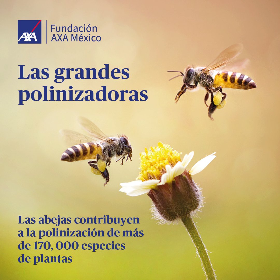 Fundación AXA México on Twitter: Fundación AXA México on Twitter: