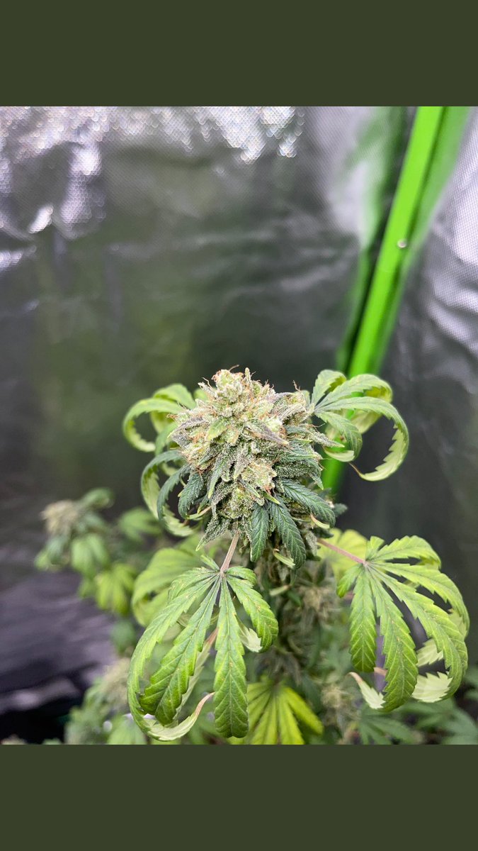 Kushman_kylee's tweet photo. To the people just finding out I became a cannabis farmer, I have this to say - if my brother John was a pothead, he’d still be with us today. I got into cannabis because I believe in the medicine, and I believe it can help me heal my traumas. That’s the “mission from God.” https://t.co/fw7xkrXfAv