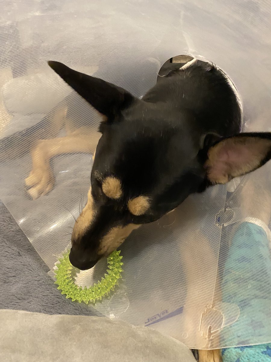 Biting this green thing.

#dogsoftwitter #green #recovery